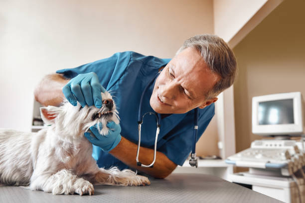 Best Emergency Denture Repair in Point Clear, AL